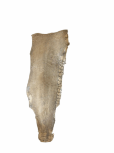 Peaux Grandes blanc irisé Cuir de Carpe de Dombes